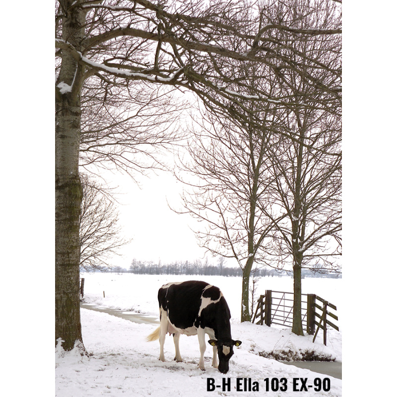 LOT Nr 2: BONS-HOLSTEINS ELLA 298