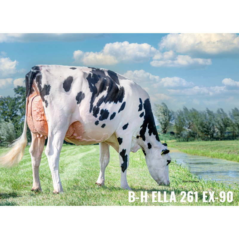 LOT Nr 2: BONS-HOLSTEINS ELLA 298