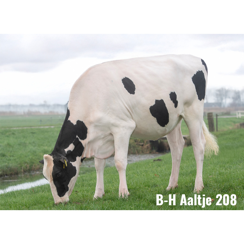 LOT Nr 1: BONS-HOLSTEINS AALTJE 208