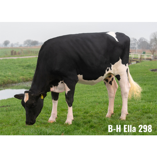 LOT Nr 2: BONS-HOLSTEINS ELLA 298