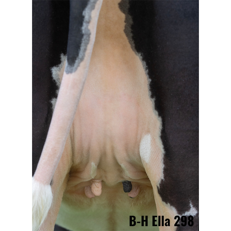 LOT Nr 2: BONS-HOLSTEINS ELLA 298