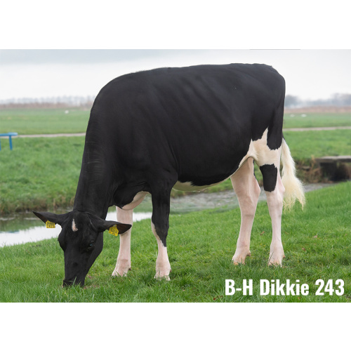 LOT Nr 3: BONS-HOLSTEINS DIKKIE 243