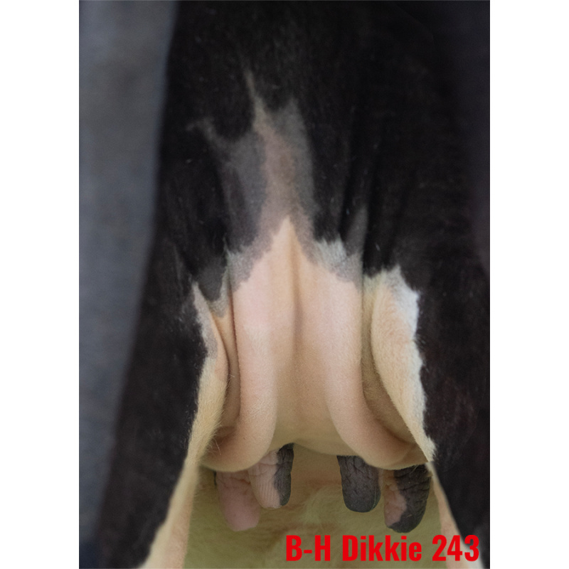LOT Nr 3: BONS-HOLSTEINS DIKKIE 243