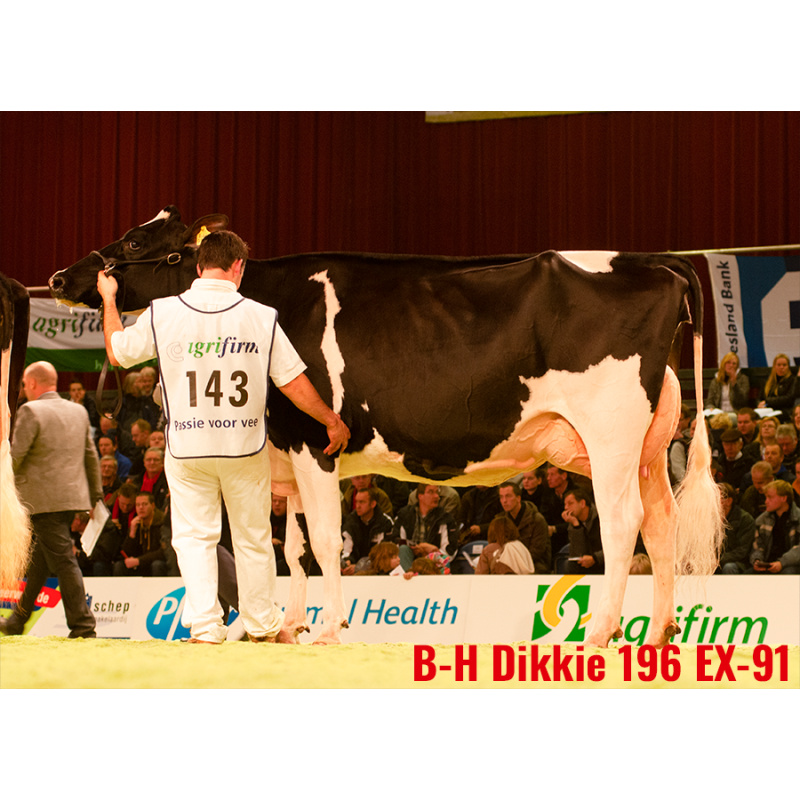 LOT Nr 3: BONS-HOLSTEINS DIKKIE 243