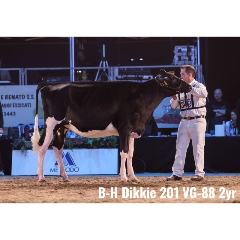 LOT Nr 3: BONS-HOLSTEINS DIKKIE 243
