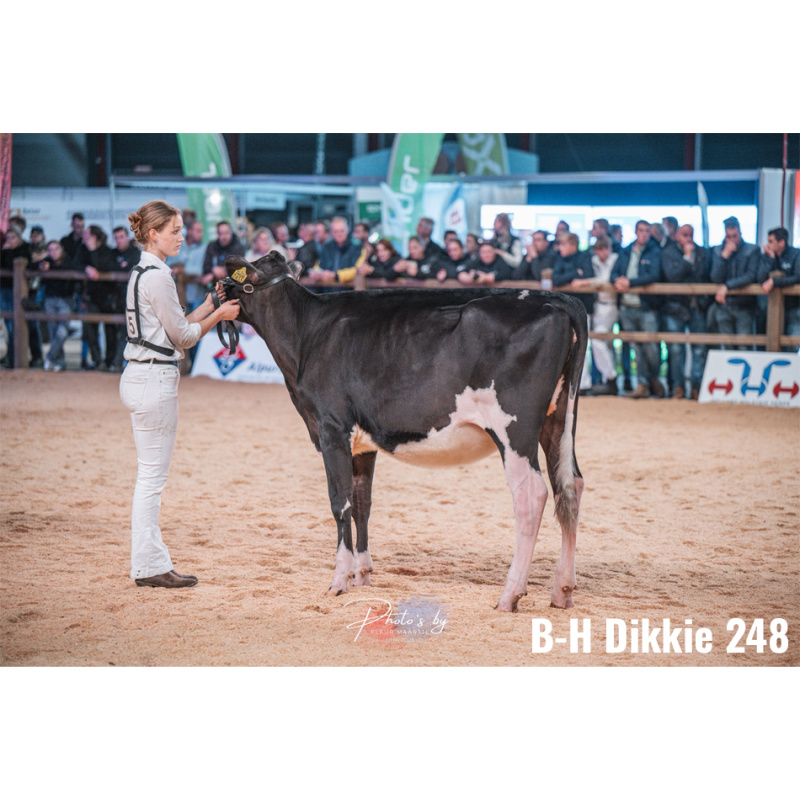 LOT Nr 3: BONS-HOLSTEINS DIKKIE 243