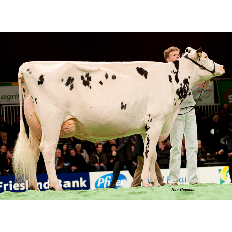 LOT Nr 4: EMBRYO PAKKET