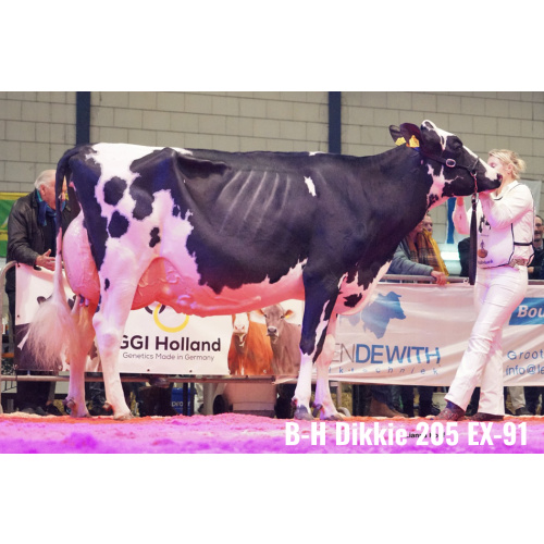 LOT Nr 4: EMBRYO PAKKET